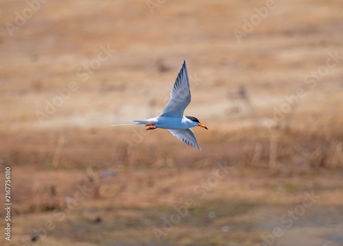 Forsters Tern in Flight Over a Wetland