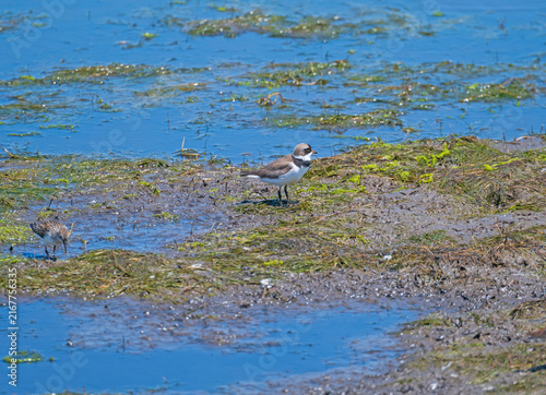 Piping Plover Feeding on a Wetland Pond Shore