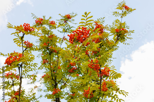 Bild auf Leinwand European rowan tree with ripe orange berries against blue sky