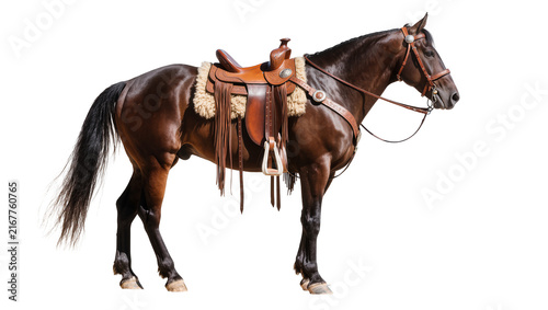 Quadro su tela Dark brown horse with western saddle, isolated on transparent background