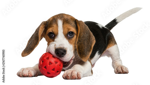 Bild auf Leinwand Tri-color beagle puppy chewing a red textured ball, isolated on transparent back
