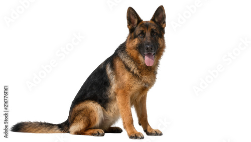 Bild auf Leinwand Alert German Shepherd dog sitting attentively, isolated on transparent backgroun
