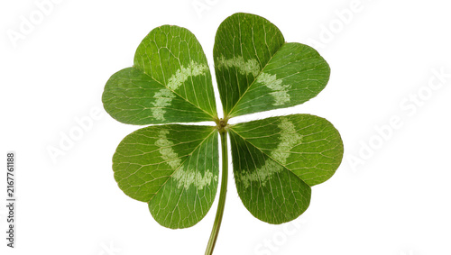 Fotografía Green four-leaf clover with heart-shaped leaves, isolated on transparent backgro