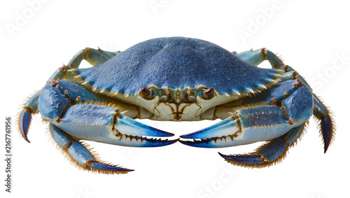 Konstfotografi Vibrant blue crab with sharp claws, isolated on transparent background