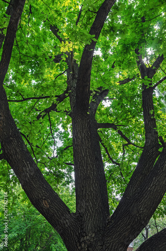 The photo was taken inside crown of century-old branched oak tree