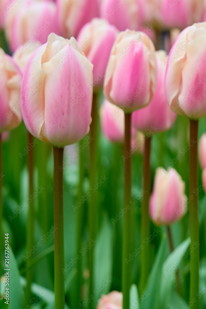 Obraz premium Soft Pink and Cream Tulips with Selective Focus, Elegant Spring Garden Floral Background
