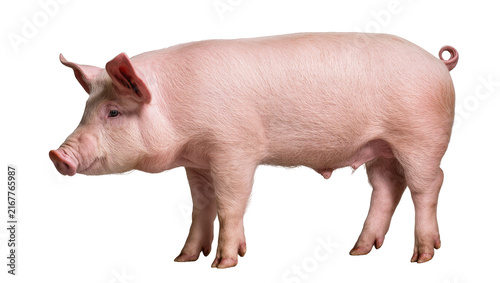 Fotografie Pink domestic pig standing, isolated on transparent background