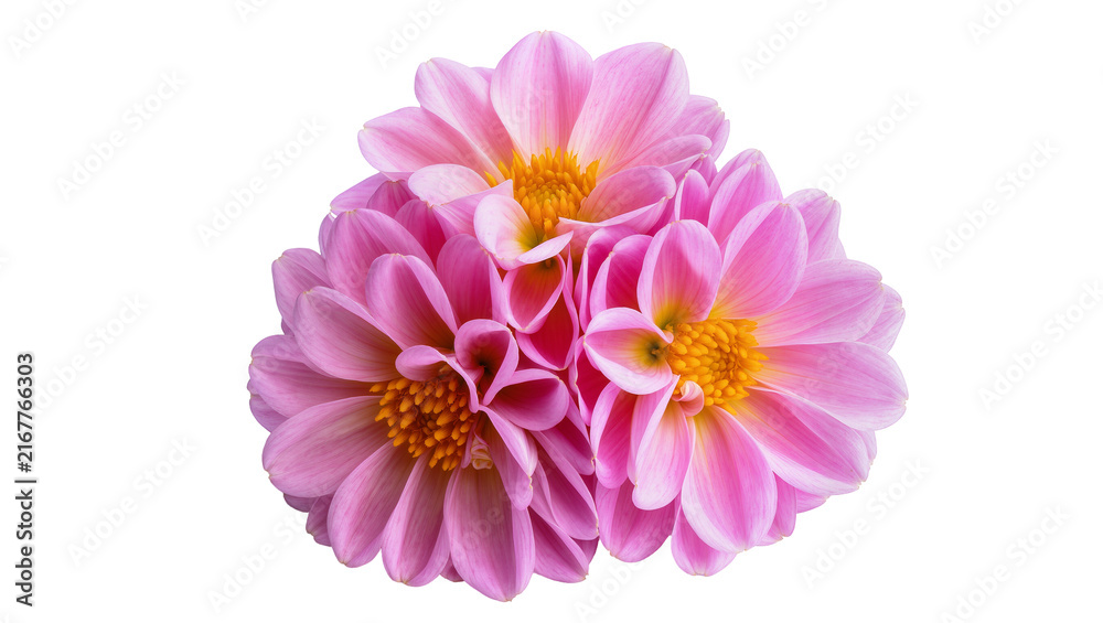 Obraz premium Pink dahlia flowers with yellow centers, isolated on transparent background