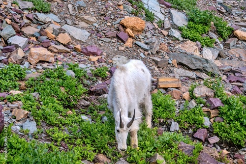 Fotografie Mountain Goats in Glacier National Park