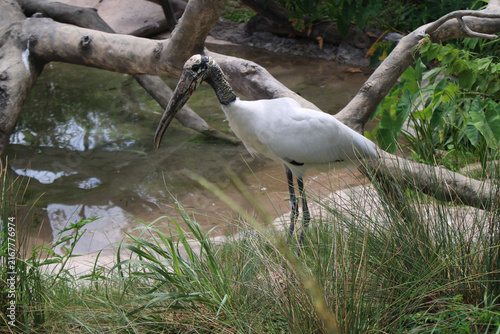 Foto Large white bird stands near shallow water