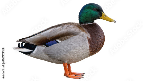 Fotografie Male mallard duck with green head and yellow beak, isolated on transparent backg