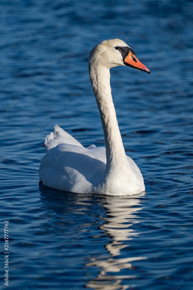 Obraz premium Elegant white swan swimming gracefully on blue water