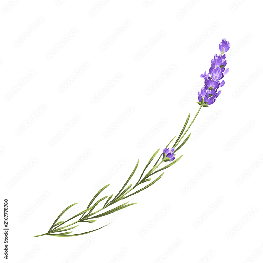 Fototapeta premium Purple lavender flower vector botanical element on white background