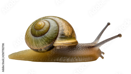 Fotografie Brown and green spiral shell snail with antennae, isolated on transparent backgr