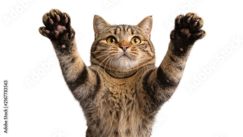 фотографія Tabby cat with paws raised, isolated on transparent background