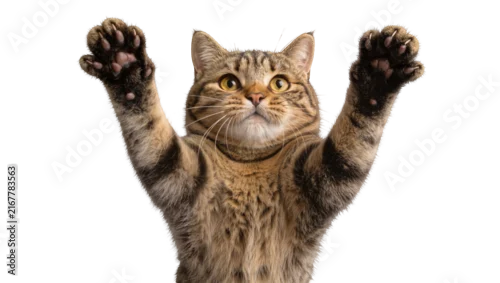 Fototapeta na wymiar Tabby cat with paws raised, isolated on transparent background