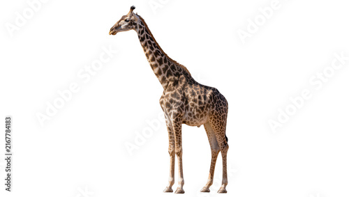 Canvas Print Tall spotted giraffe standing, isolated on transparent background