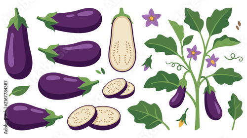 Fresh eggplants on plant and cut with leaves flowers.
