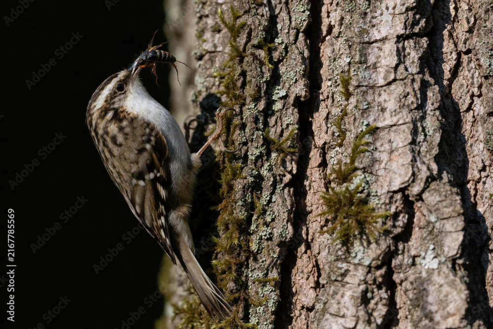 Naklejka premium A small bird clings to tree bark, beak full of insects. It climbs vertically up the rough trunk, carrying food to its hidden nest and hungry young chicks.