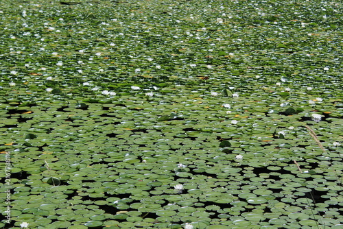 White water lilies bloom on a pond