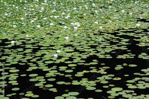 White water lilies bloom on a pond