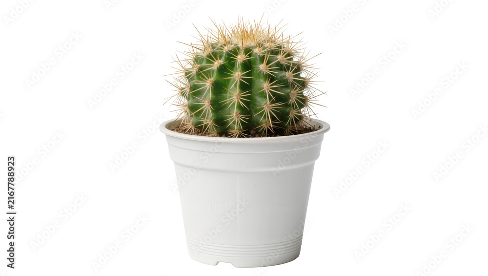 Fototapeta premium Small green barrel cactus with sharp yellow spines in a white plastic pot, isolated on transparent background