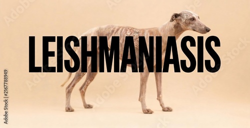 A gaunt greyhound stands as a stark symbol of Leishmaniasis, its skeletal frame illustrating the devastating impact of the disease.