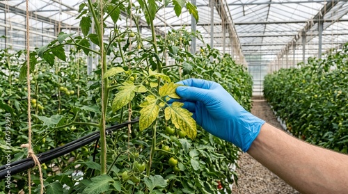 Close up of hand inspecting tomato plant leaves in greenhouse environment