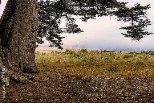 Obraz na płótnie A weathered Monterey Cypress tree framing a foggy grassland pasture, a hallmark vista found at Point Reyes National Seashore in Northern California