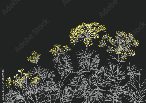Dill background transparent