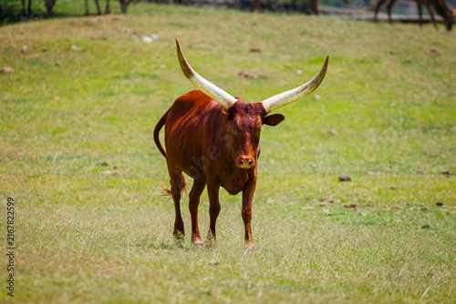 Obraz na płótnie A specimen of Sanga cattle (Bos taurus africanus)