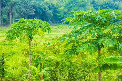 Young papaya fruit that is still green on the tree