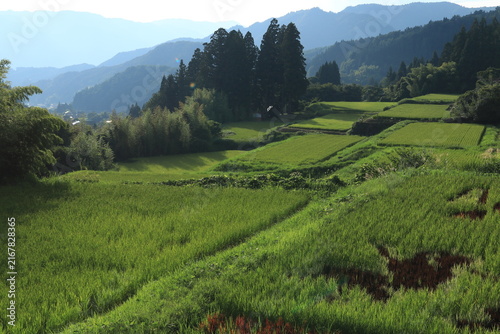 Canvastavla rice field in Japan