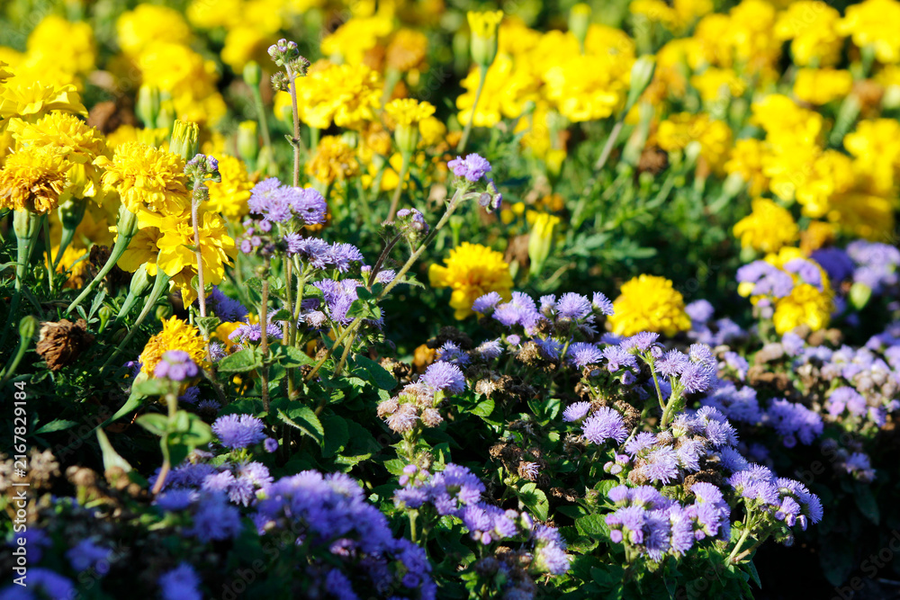 Obraz premium ageratum and marigolds in the garden