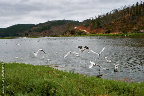 flock of gulls on the water 