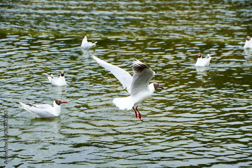 gulls on the water (chroicocephalus maculipennis)