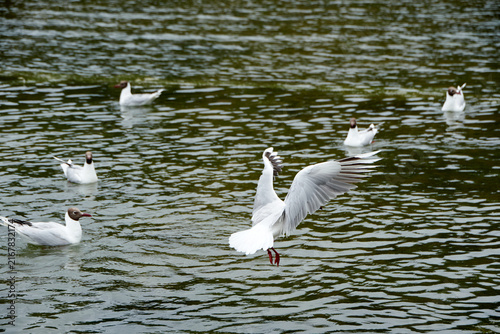 seagulls on the water (chroicocephalus maculipennis)