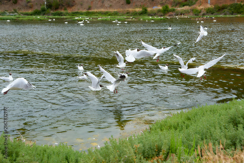flock of seagulls on the river (chroicocephalus maculipennis)