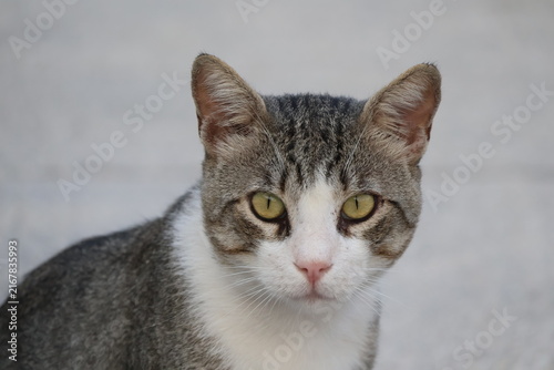 Quadro su tela Close-up portrait of a curious tabby and white stray cat looking directly at cam