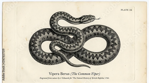 Vintage illustration of a common viper snake coiled on a white background.