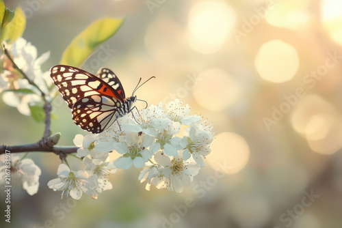 Vibrant butterfly on blossoming branch