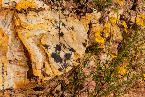 Bild auf Leinwand Yellow wildflowers bloom beside rugged limestone textured rock in an abandoned q
