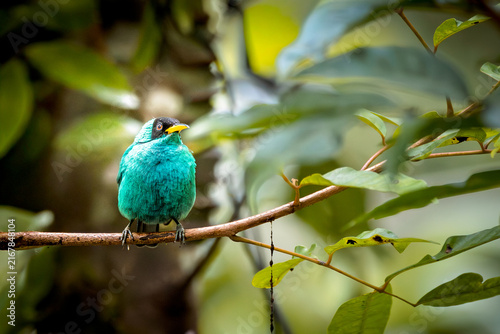 Obraz na plátně Male green honeycreeper (Chlorophanes spiza) perched on a branch with open beak in the rainforest, Costa Rica