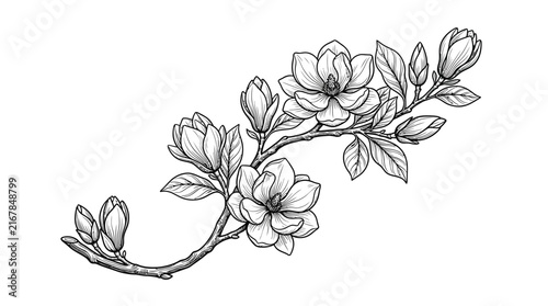 Magnolia flower branch vector illustration featuring detailed black line art sketch for botanical design projects today