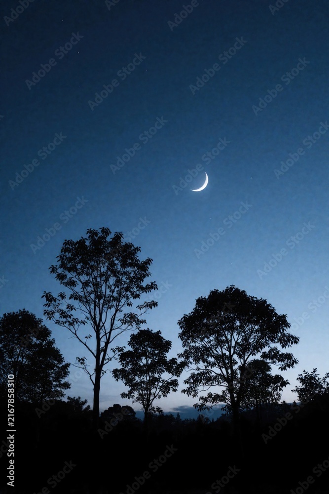 Naklejka premium Night sky captures crescent moon amongst silhouetted trees. Dark trees stand against fading twilight, twilight glow at horizon hints approaching night. Natural beauty of serene outdoor scene with no
