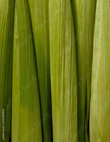 Full frame close up view of textured green fresh corn husk leaves.