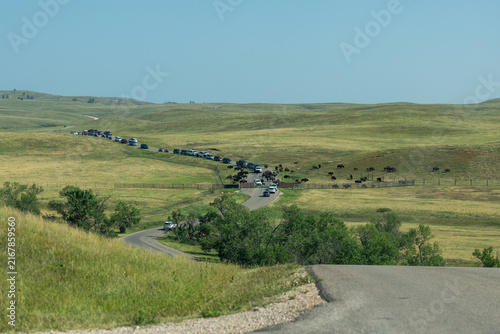 Foto Bison Traffic Jam on Wildlife Loop Road in Custer State Park, South Dakota