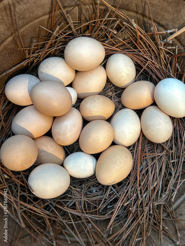 Free range eggs