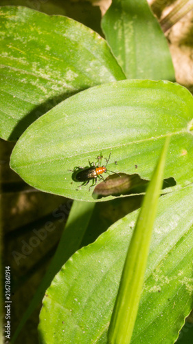 Obraz na płótnie This insect is a shining leaf beetle (family Chrysomelidae), most consistent with a species in the genus Lema (such as Lema praeusta or Lema delauneyi) or a closely related cereal leaf beetle