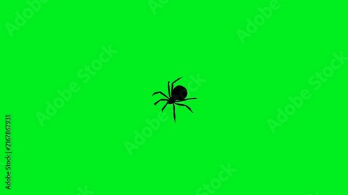 Black spider silhouette walking animation loop isolated against a green screen background, designed for Halloween videos, creepy overlays, horror effects, wildlife concepts, nature projects.